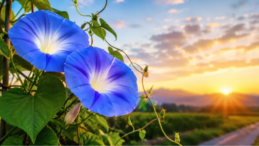 morning glory meaning