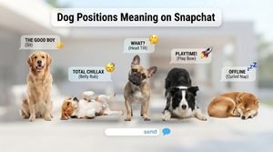 dog positions meaning